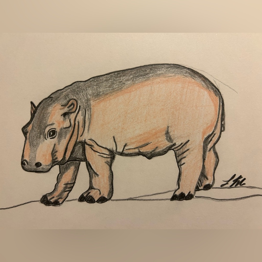 Baby hippo, original drawing color, pencil